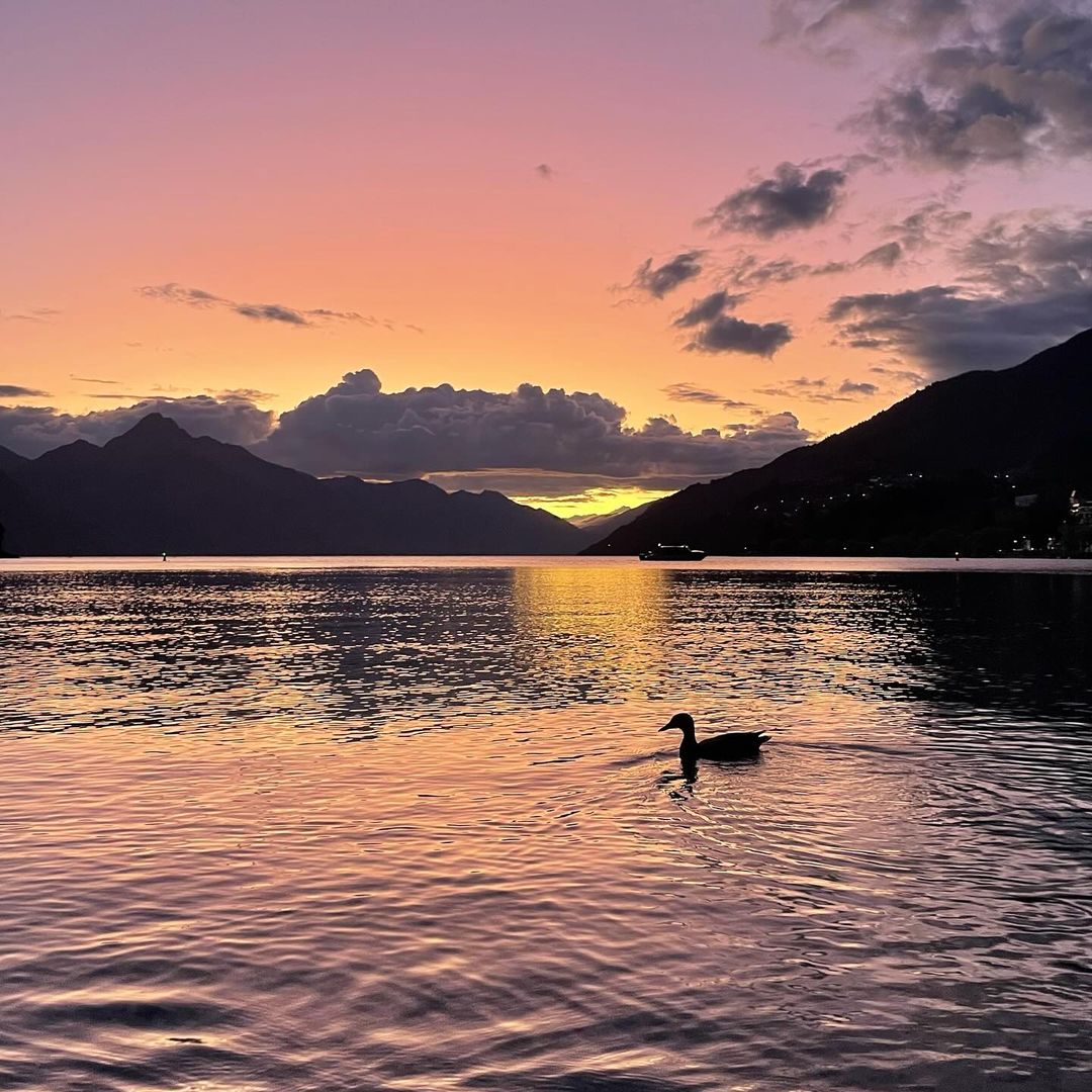 The sun rise is purple and yellow over Lake Whakatipu in New Zealand, the mountains in the background and a duck in the foreground are silhouettes