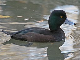 A yellow-eyed, black-feathered New Zealand Scaup duck swimming