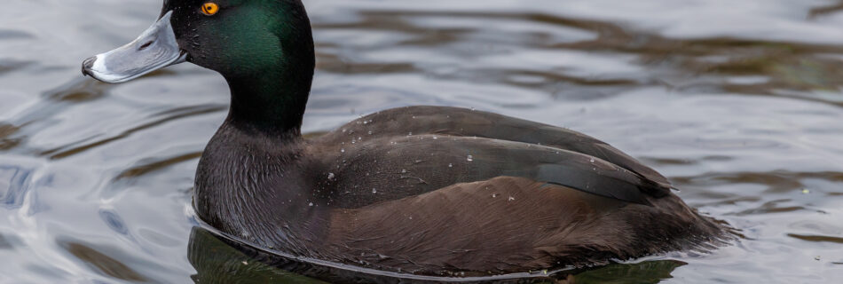 The New Zealand Scaup duck. A small black duck with yellow eyes and a grey bill swims in a lake near Christchurch.