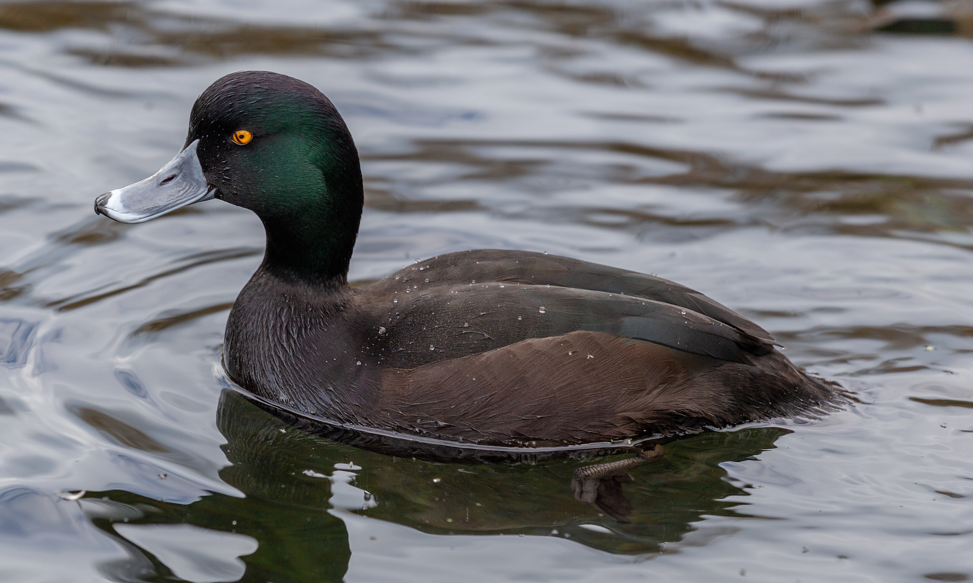 The New Zealand Scaup duck. A small black duck with yellow eyes and a grey bill swims in a lake near Christchurch.